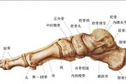 轴位怎么提供，轴位是怎么测出来的