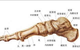 轴位怎么提供，轴位是怎么测出来的
